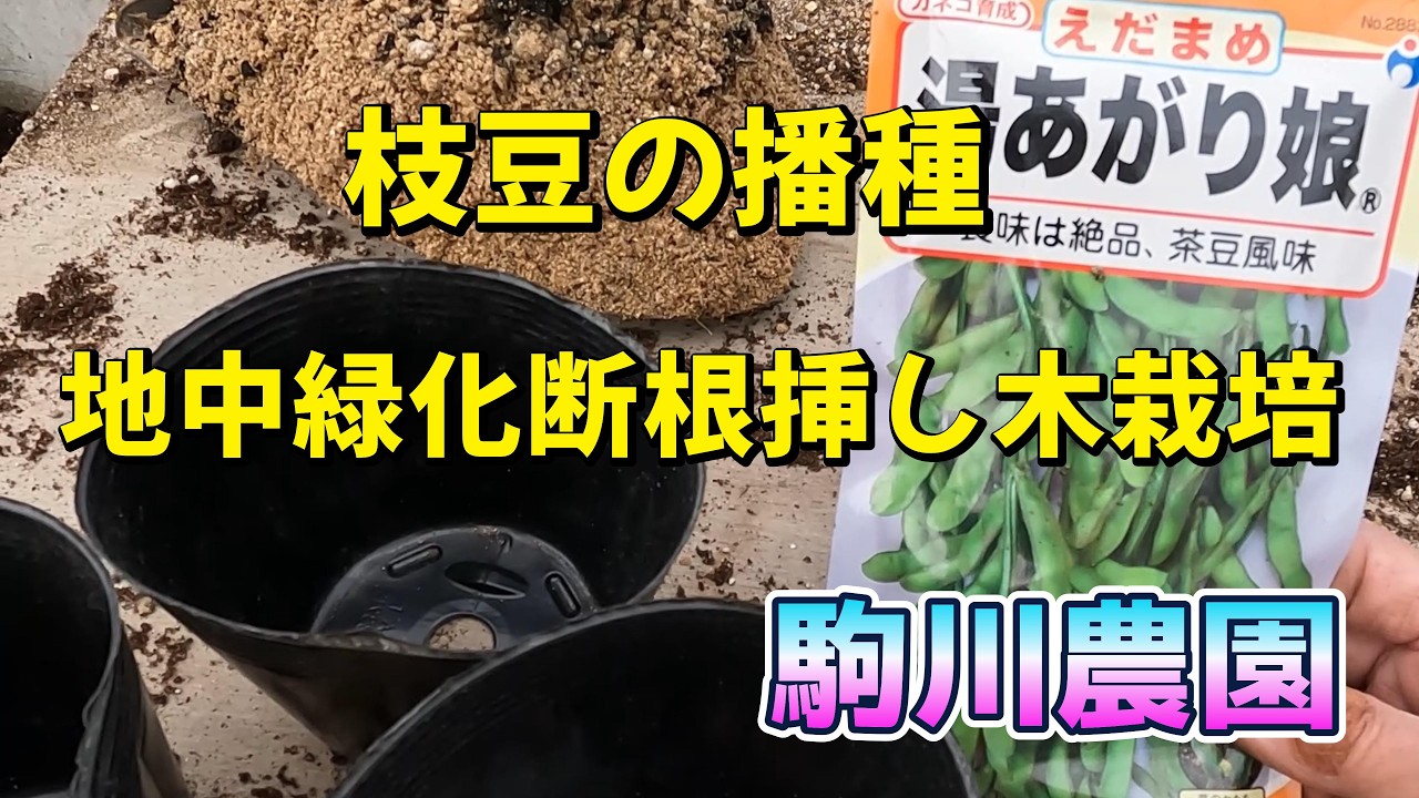 枝豆の播種　地中緑化挿し木栽培　湯上り娘　駒川農園　26.3.20