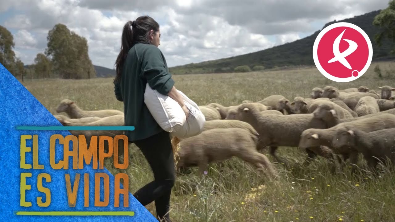 Chabeli enseña a las borregas nuevas a comer del suelo | El campo es vida
