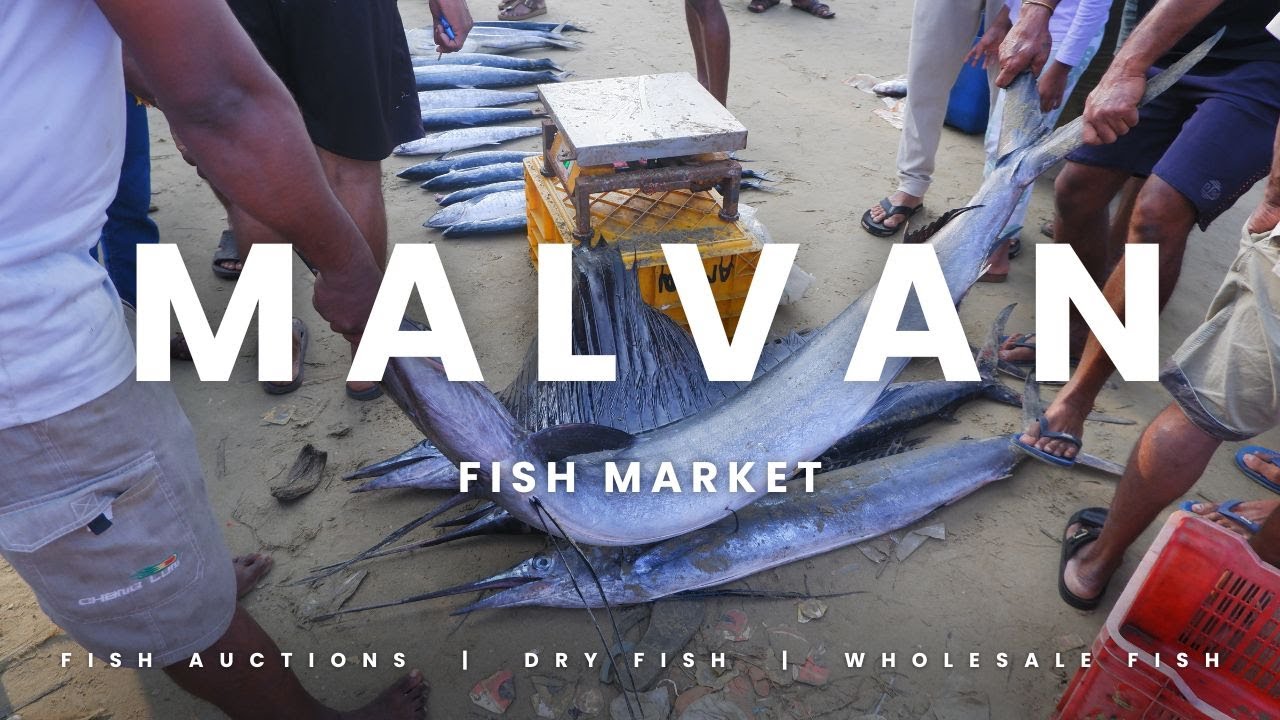 Malvan Fish Market and Fish auction. #malvan #fishing #malvanilife