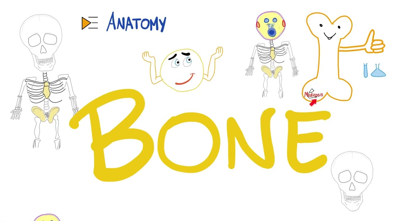 Bones 🦴 Structure & Function | Anatomy 💀