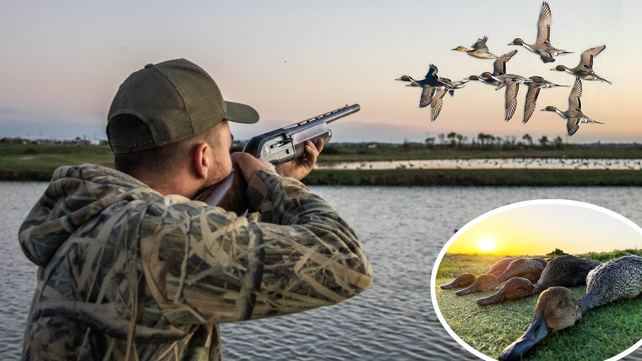 Chasse au Canard à la Tonne en Charente-Maritime !