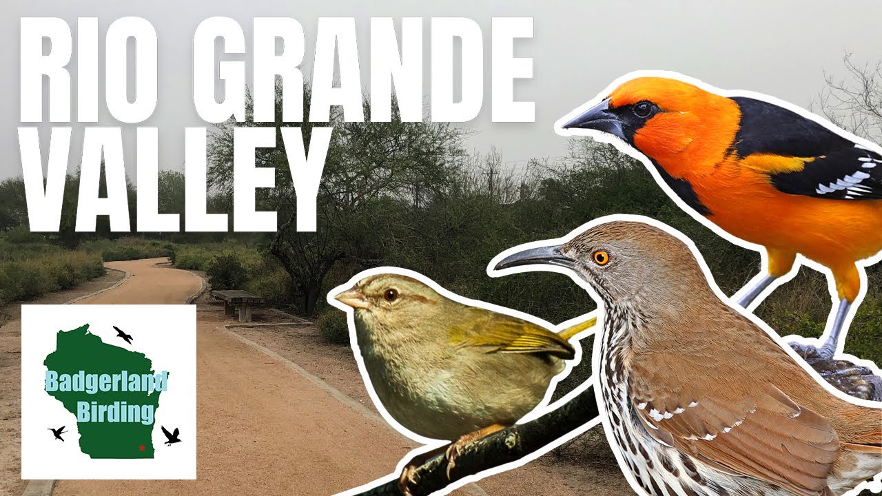 Birding the Rio Grande Valley in South Texas (Lifer Quest Part 2!)