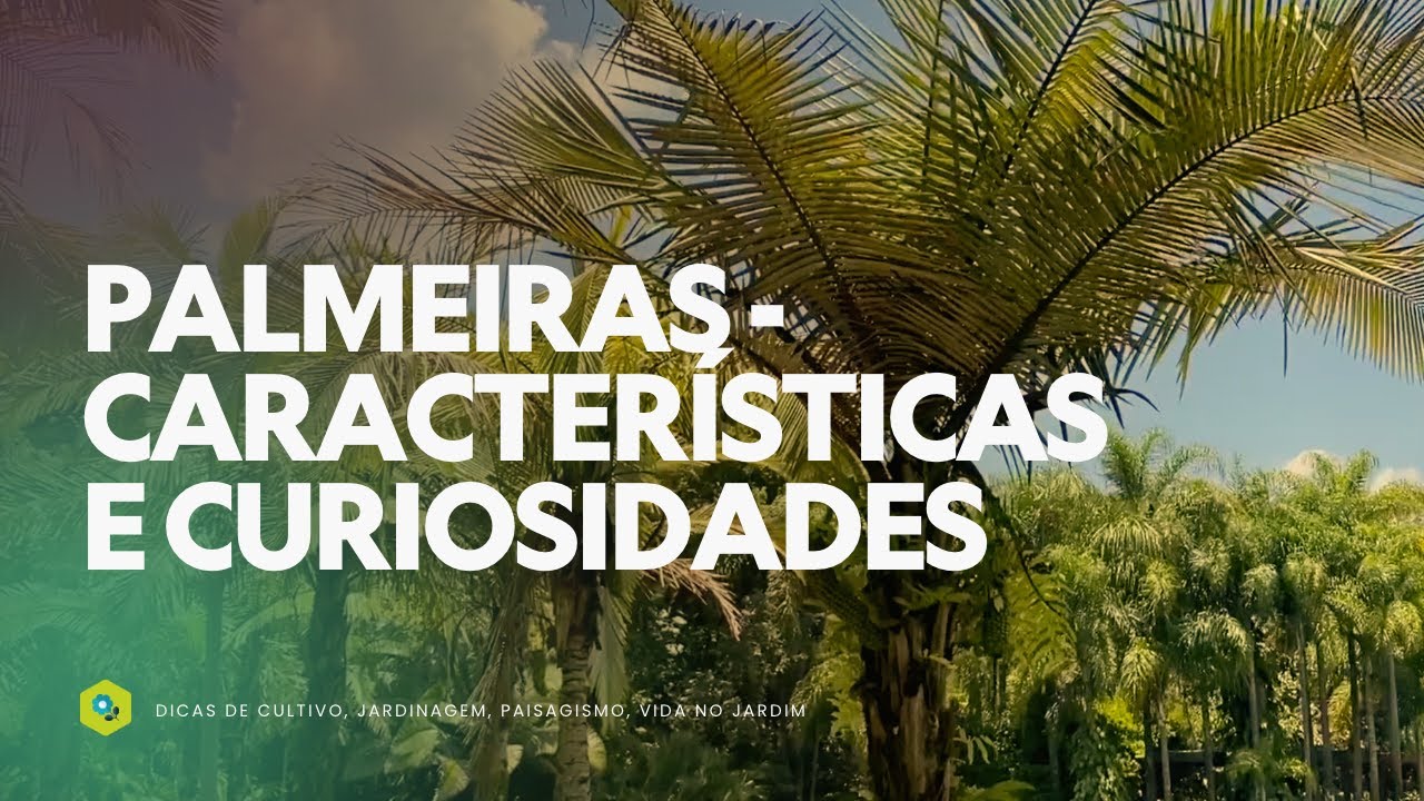 PALMEIRAS - Características e CURIOSIDADES INCRÍVEIS!