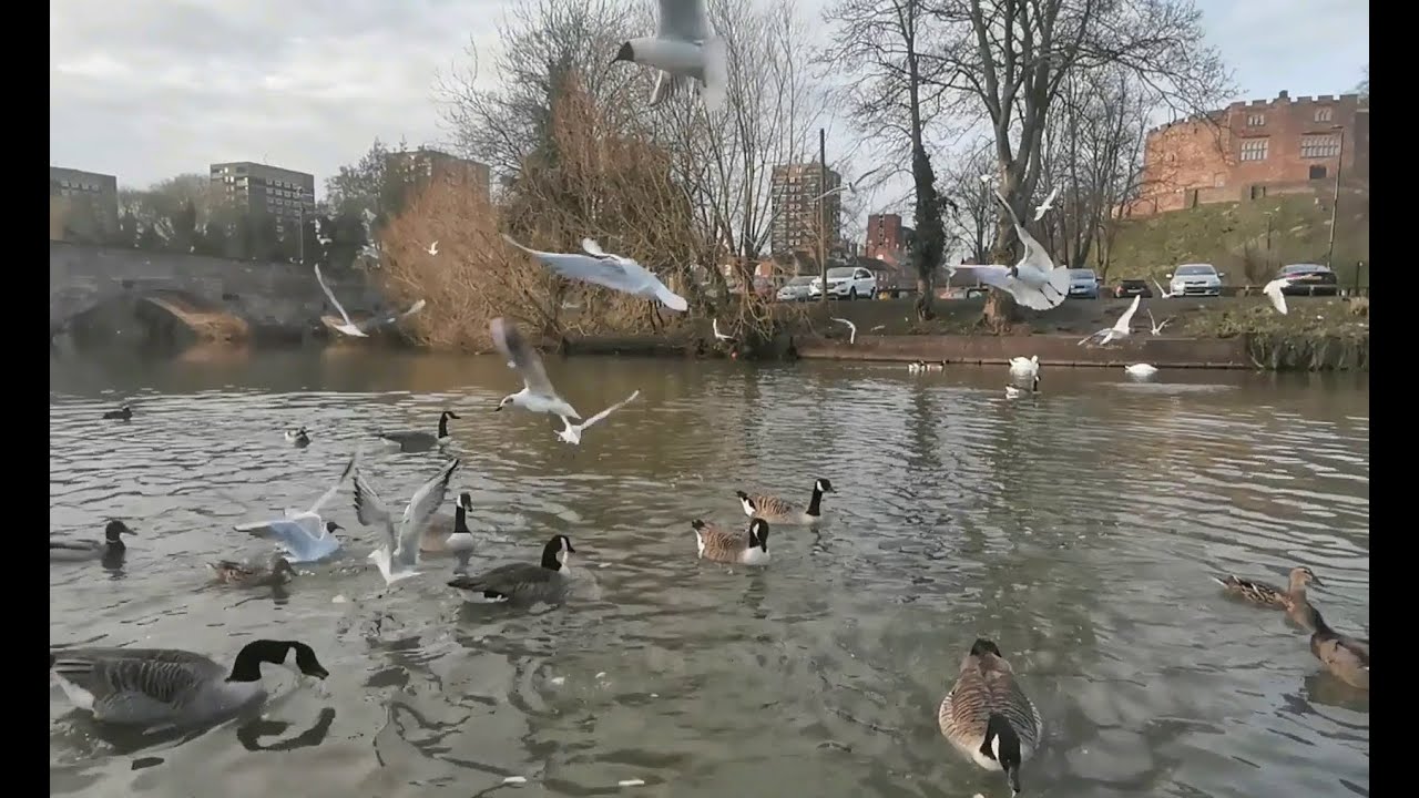 The birds of the Anker River -Tamworth, U.K 🦆🦢🕊🎶👈😃👉🎶🕊🦢🦆 Păsările Râului Anker - Tamworth, U.K