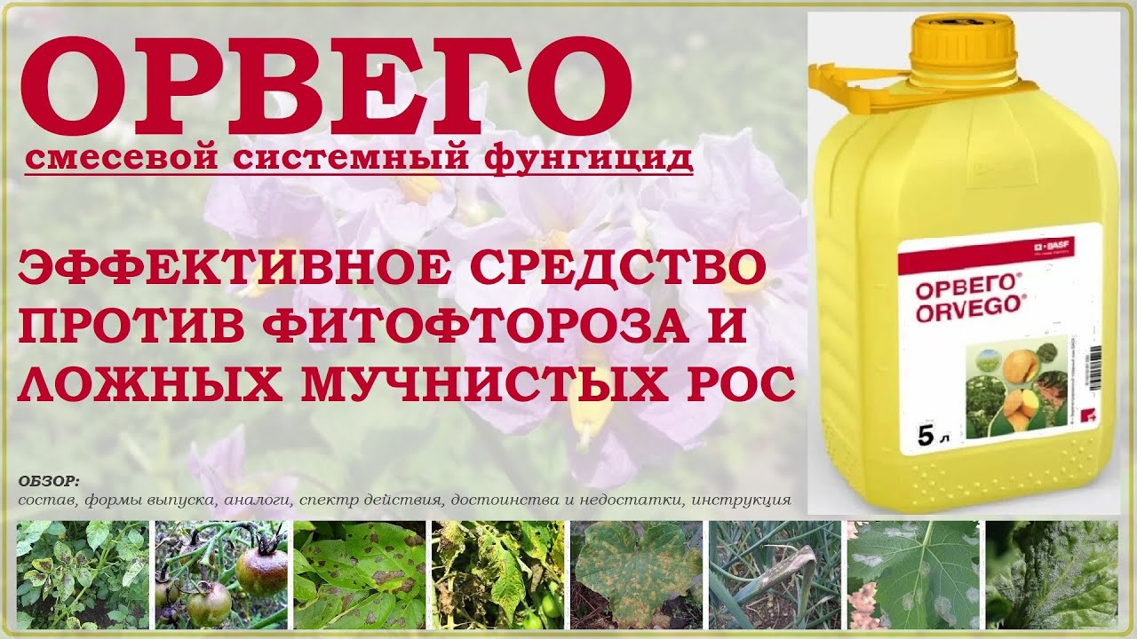 Орвего - эффективное системное средство от фитофтороза и ложных мучнистых рос. Обзор фунгицида
