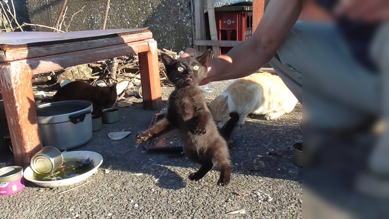 子猫が捕まえられた時の母猫の反応が意外だった「クロが貰われていきそう」