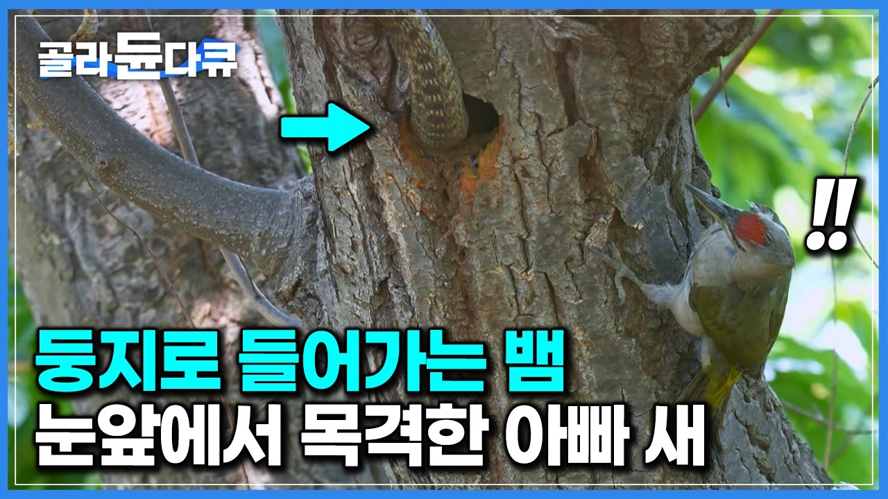둥지 털러 온 뱀의 공격. 침입자와 마주친 아빠 새의 반응｜약육강식 동물의 세계｜자연 다큐｜다큐프라임｜#골라듄다큐