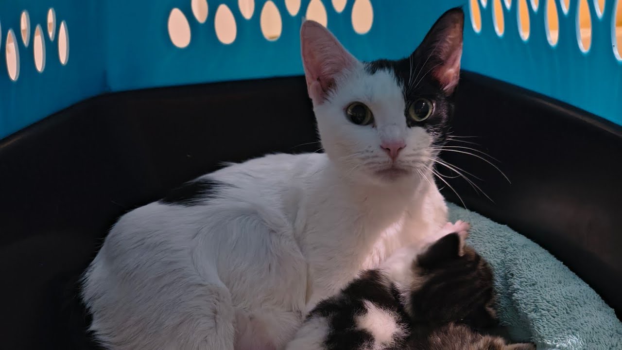 Say hi to Mama cat