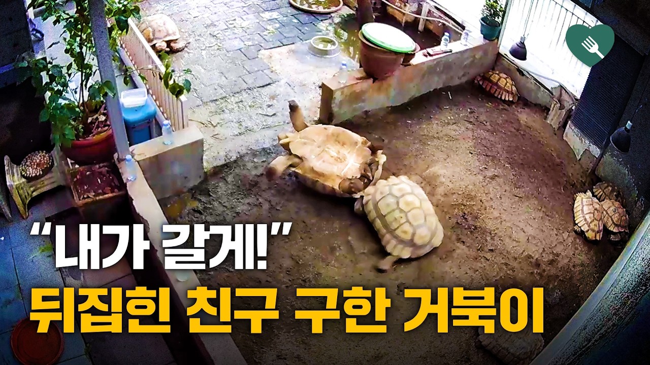 거북이 친구 뒤집히자, 