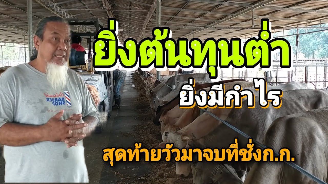 ทำอาหารเลี้ยงวัวเอง ยิ่งต้นทุนต่ำ ยิ่งมีกำไร เลี้ยงสายเนื้อเพราะทุกแบบต้องมาจบที่ชั่งก.ก.