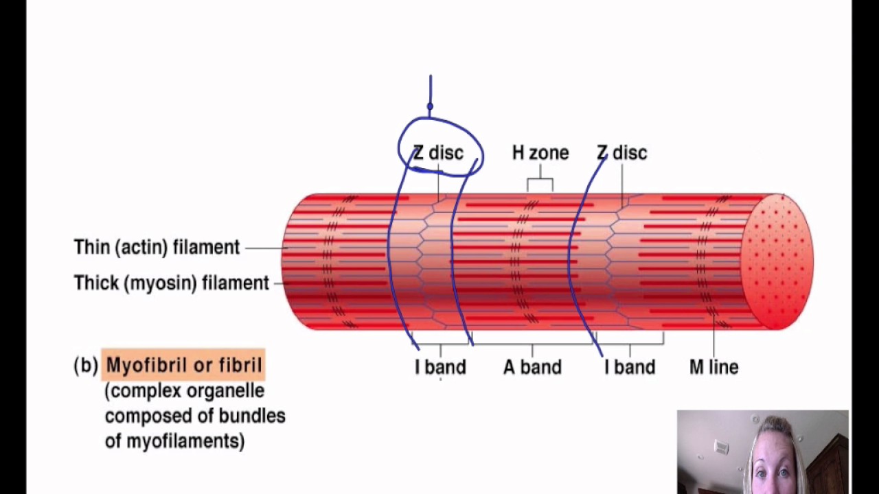 029 microscopic anatomy myofibril