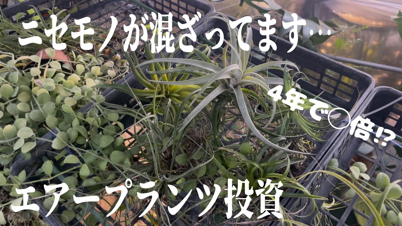 100円ショップのエアープランツ4年で◯倍⁉︎コレはかなり儲かるかも…