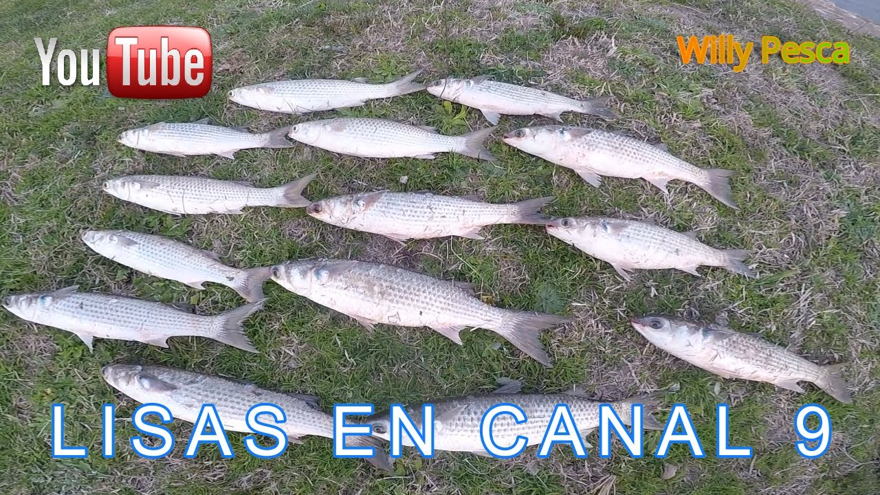 PESCA DE LISAS EN CANAL 9, LISA, PEJERREY, BAGRE, DOLORES (Mujol, Mujil, Mugle)