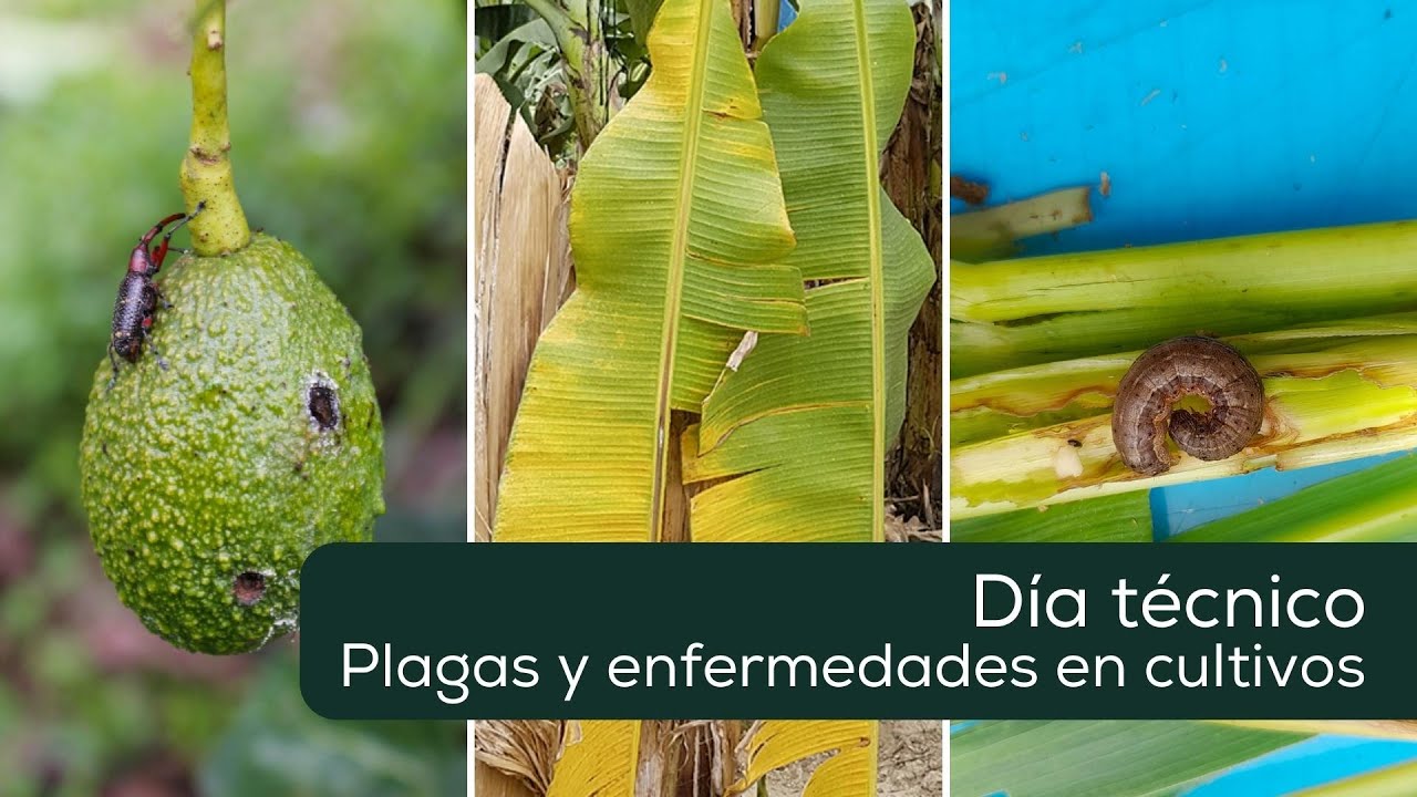 Plagas y enfermedades en los principales cultivos