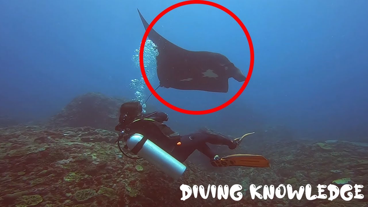 Welcome to Diving Knowledge