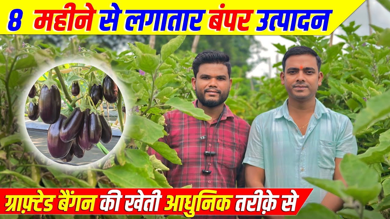 Grafted बैंगन की खेती | Grafted brinjal farming |