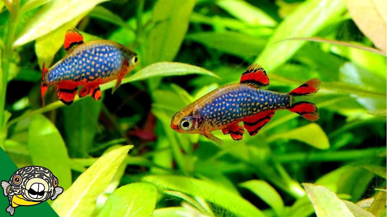 FUN Ideas for your 20 gallon Fish Tank.
