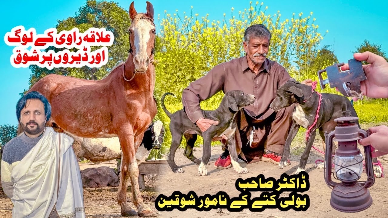 Raavi ka Purana Culture || Desi Ghoda aur Bully Kutta 