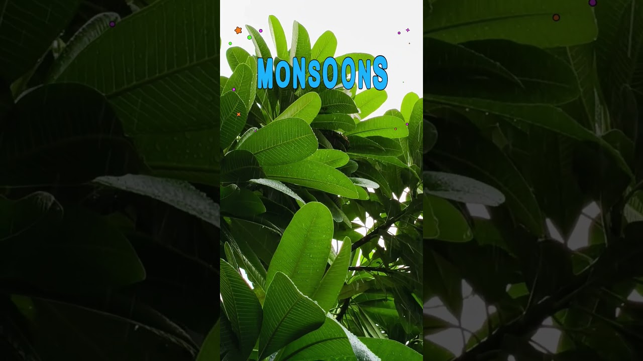 Monsoon Rains #naturelovers #rainfall #raining