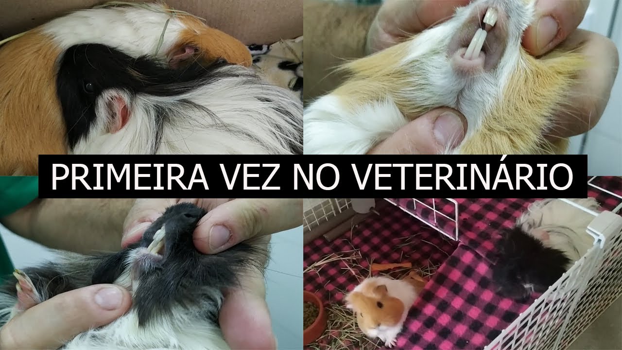 MINHA PORQUINHA DA ÍNDIA ESTA DOENTE! - CONSULTA COM VETERINÁRIO