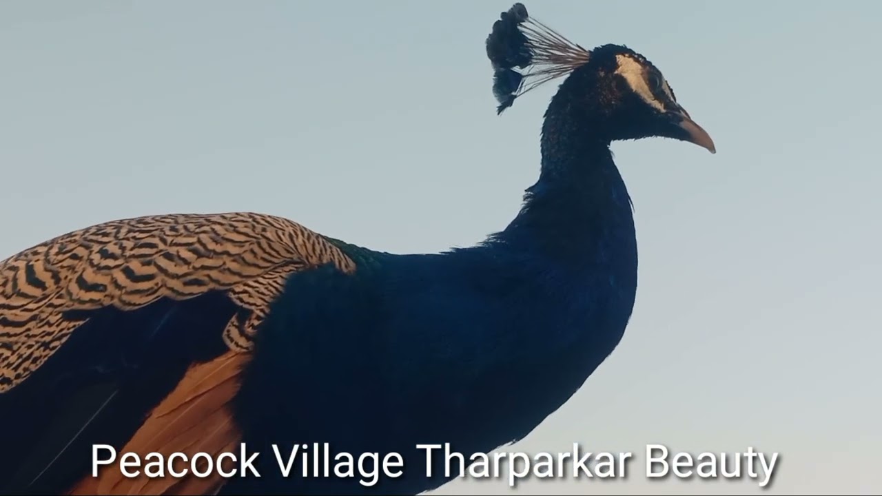 Blue peacock beauty I Nature wonders I