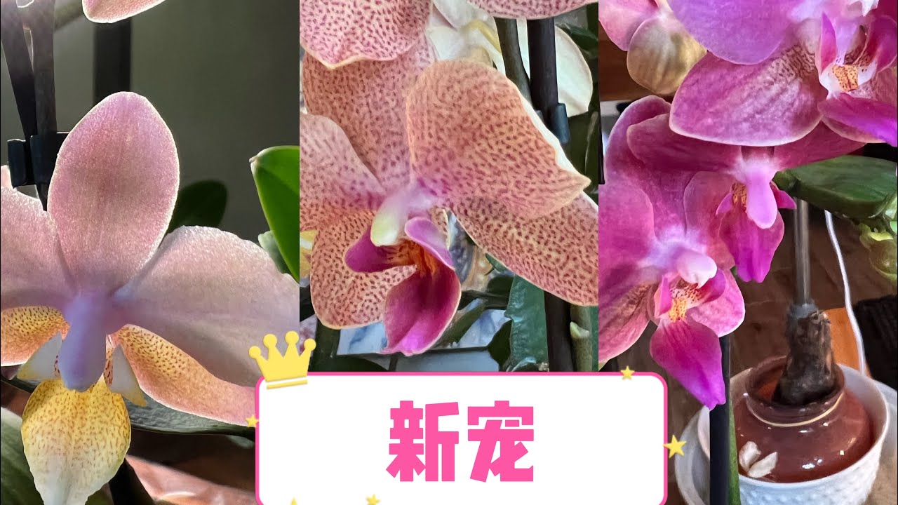 【赏花养花】新宠香味蝴蝶兰，超市卖的哦，兼谈套盆小绝招😎