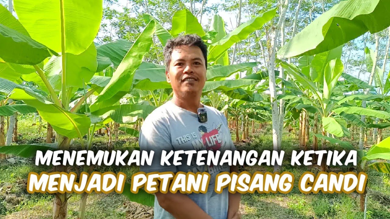 Sudah Mencoba Banyak Profesi, Sekarang Hidup Lebih Tenang Menjadi Petani Pisang Candi