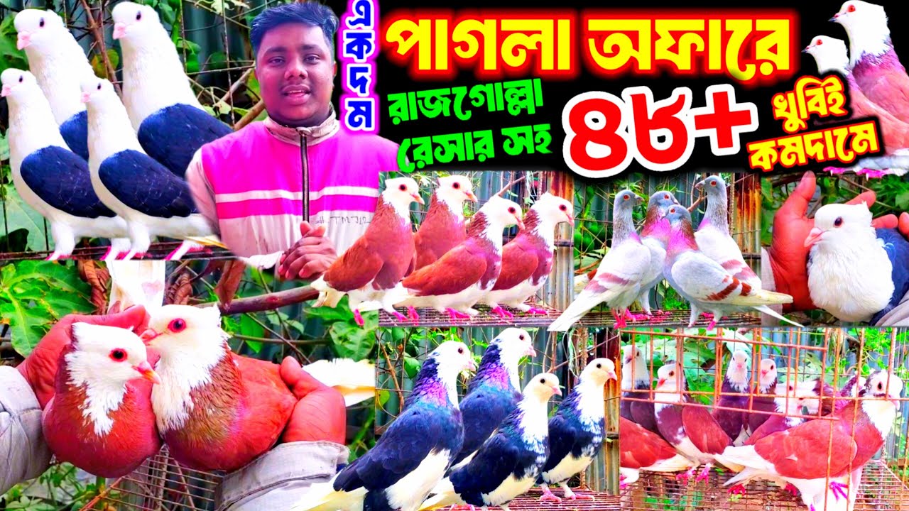 একদম পানির দামে কিনুন রাজগোল্লা ও রেসার সহ ৪৮+ কবুতর | ১০০% ডিম বাচ্চা গ্যারান্টি সহ কবুতর কিনুন |