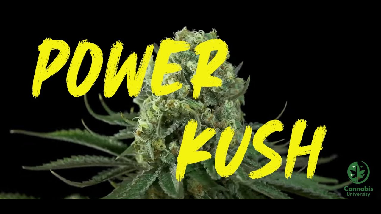 Power Kush Strain by Dinafem Seeds