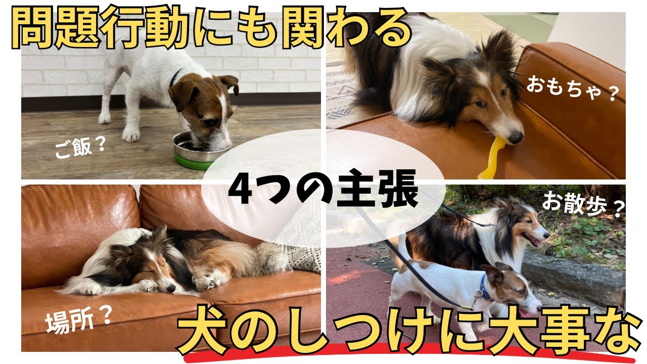 【主張】問題行動にも関わる大事な4つの主張
