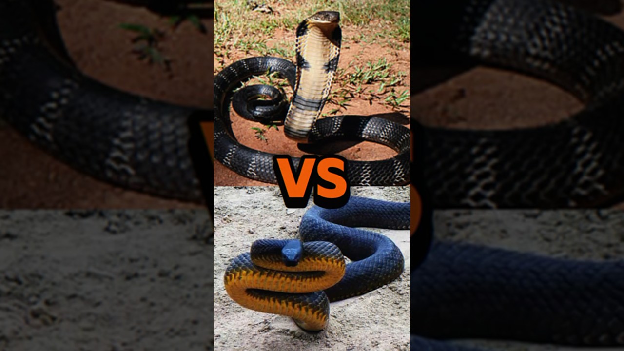 What happens when a king cobra confronts an inland taipan? | king cobra | inland taipan #shots