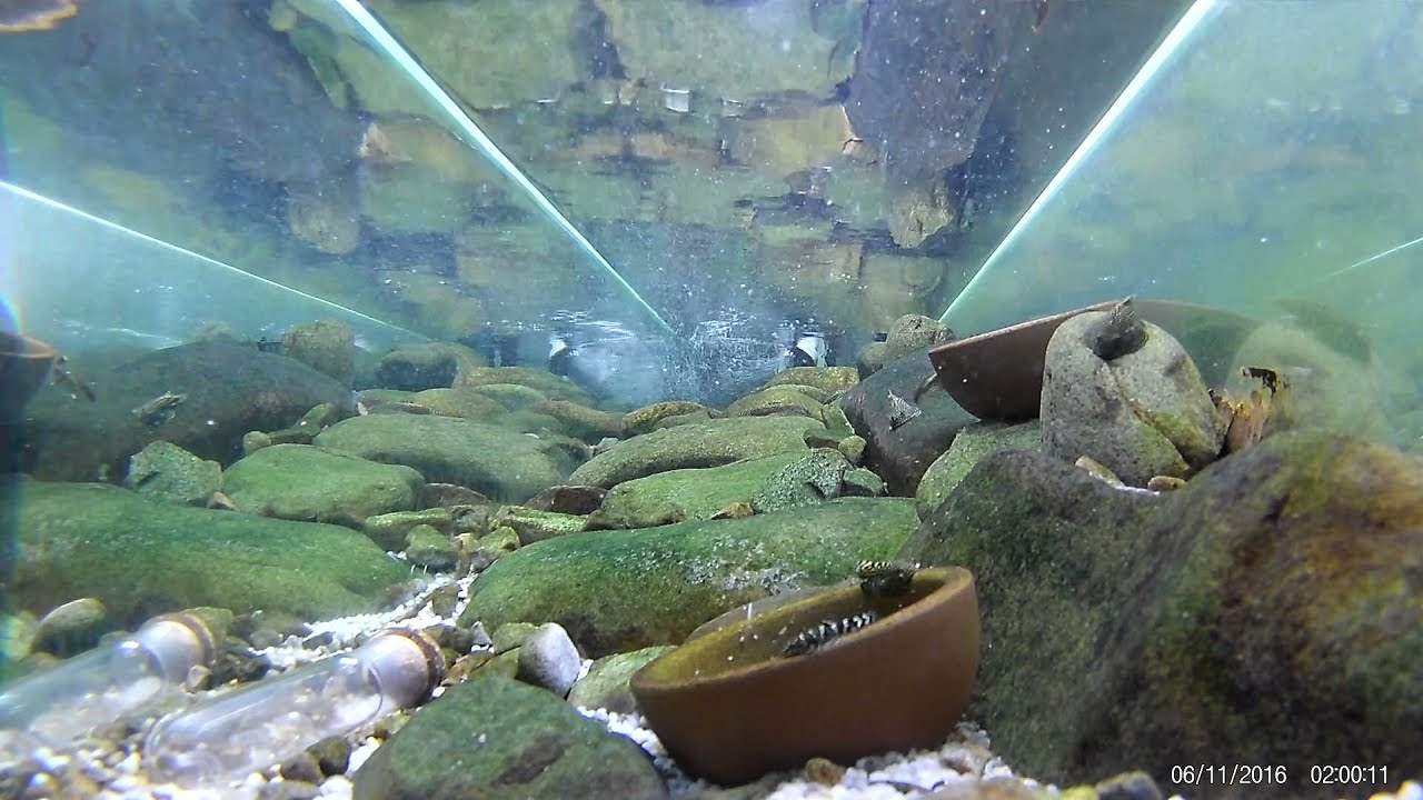 Reticulated Hillstream Loach Tank Upstream