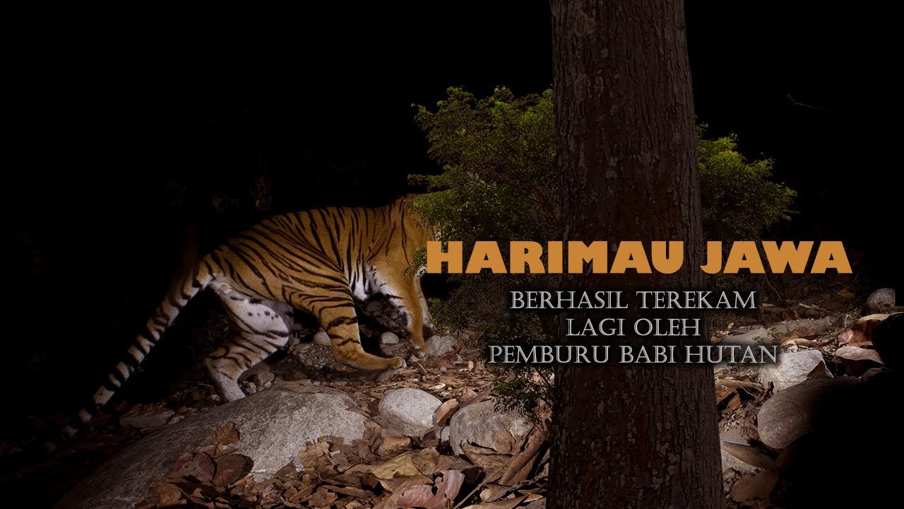 𝙈𝙖𝙣𝙩𝙖𝙥 HARIMAU_JAWA Terekam Lagi Oleh Pemburu BABI HUTAN ❤