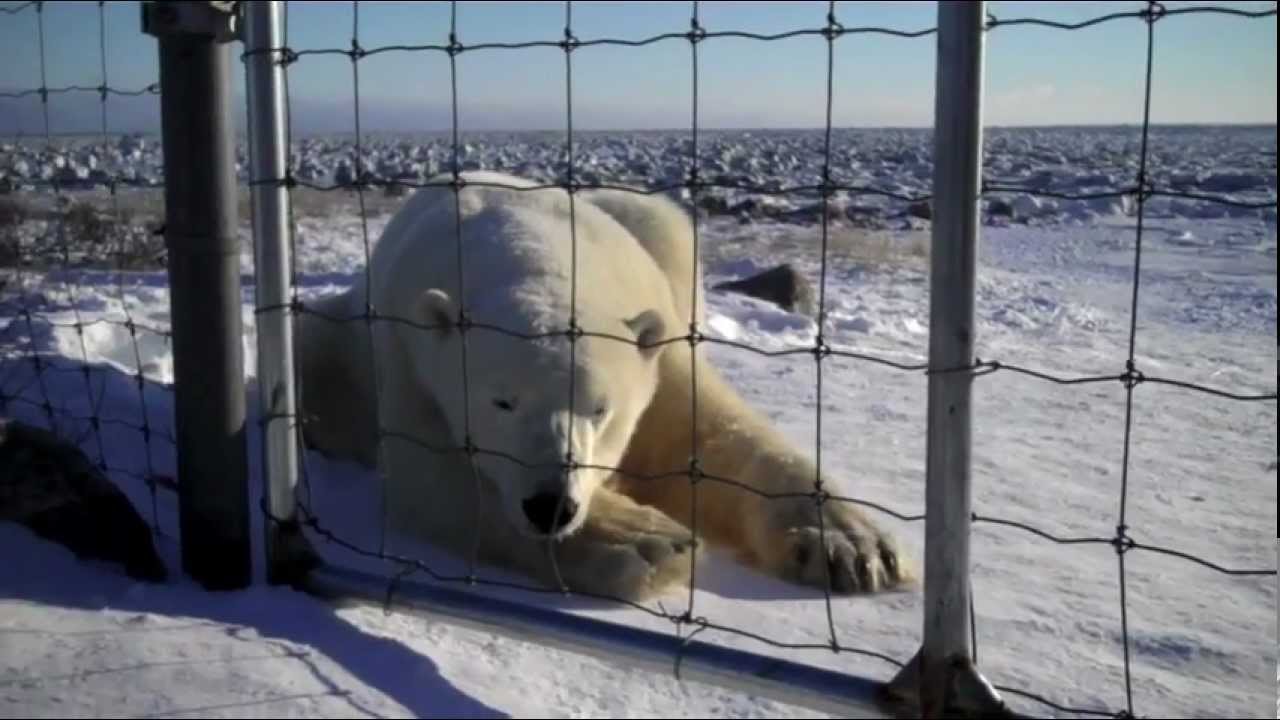 Polar Bear Photo Safari Seal River Lodge Churchill Manitoba, Canada