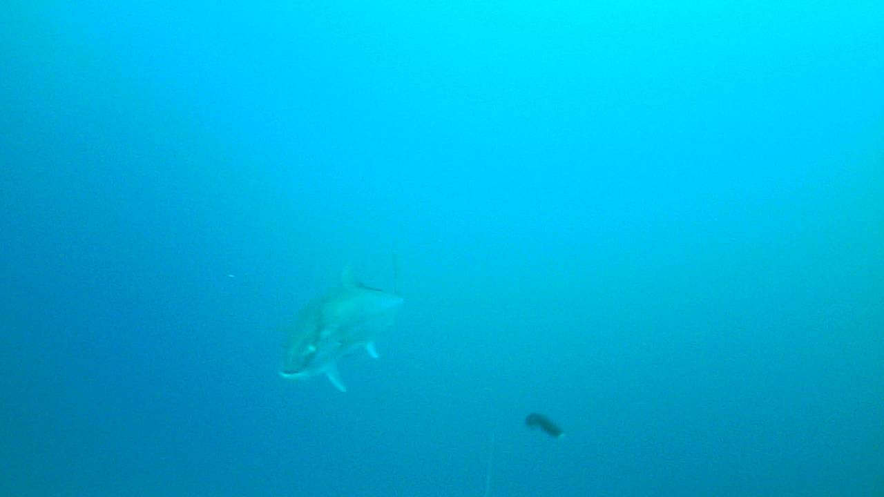 Trolling for dentex with waterwolf camera