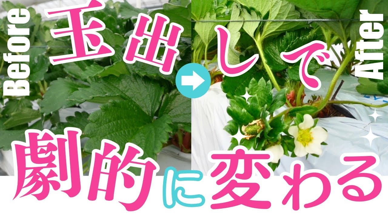 【田中農園 Vol.2】イチゴ栽培の葉かき・肥料・温度管理のすべて。プロが教える「玉出し」のメリット