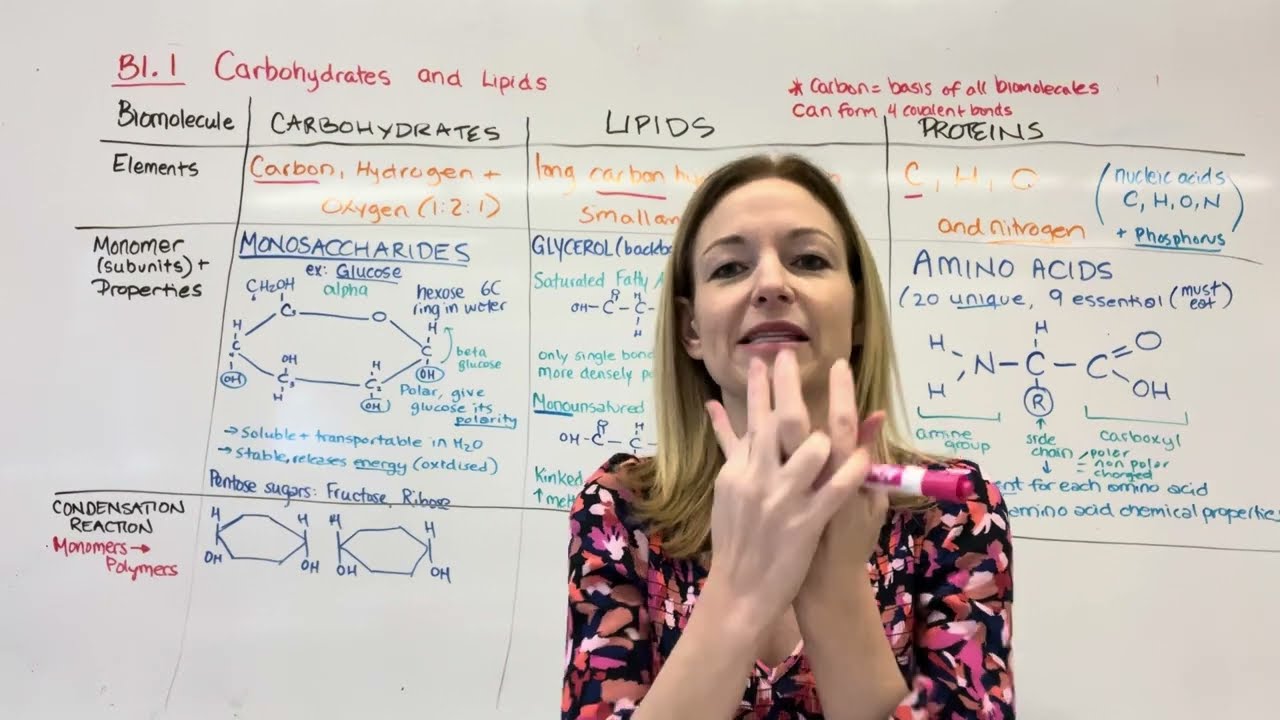 IB Biology Revision Video B1- Form and Function of Molecules