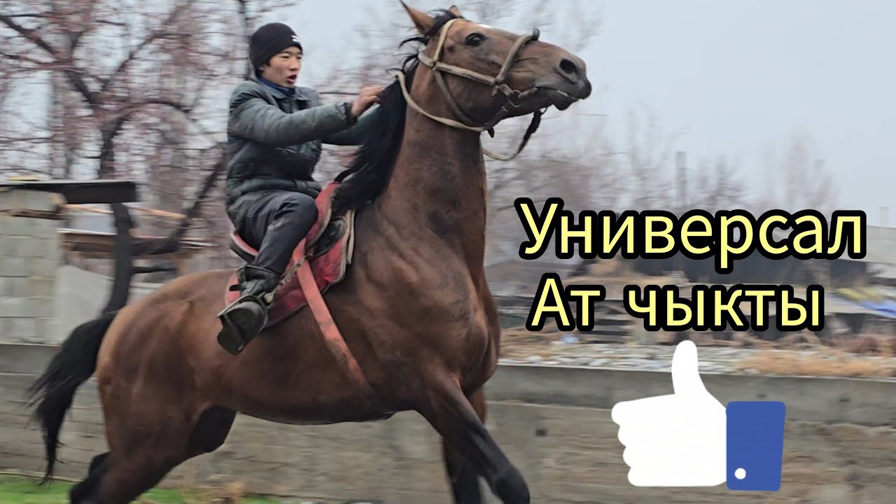 Бүгүн 5 март 2026 универсал Ат чыкты #арабскиелошади #лошадки #кыргызстан #узбекистон 