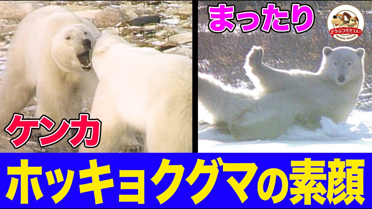 【地上最大800kgの肉食獣】北極圏でホッキョクグマを追った貴重映像！狩りに喧嘩に遊びも！鳴き声はウシ？待ちわびるのは吹雪が作る氷の道だった【どうぶつ奇想天外/WAKUWAKU】