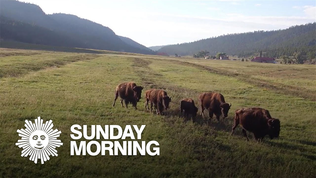 Ted Turner's nature preserves: A carefully curated 