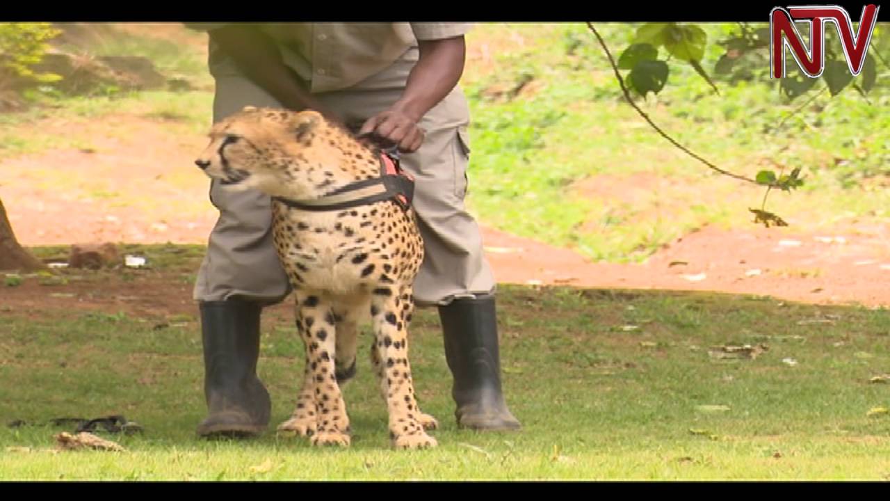 Uganda Wildlife Education Centre is more than just a zoo with the addition of new services