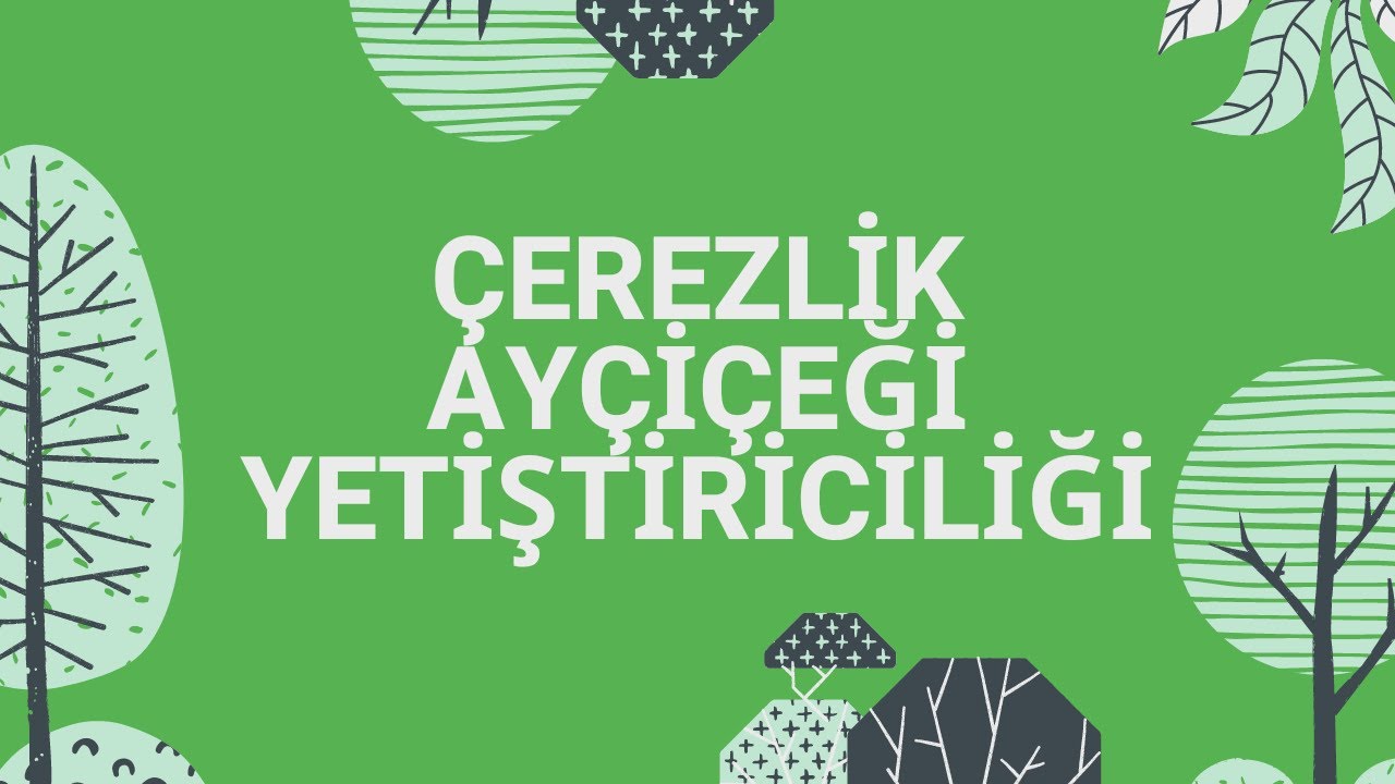 Çerezlik Ayçiçeği Yetiştiriciliği