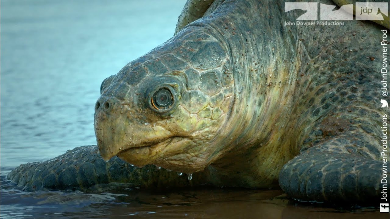 Robot Spy Turtle Joins Epic Turtle Invasion Using An Astonishing Clutch of Secret Spy Cams!
