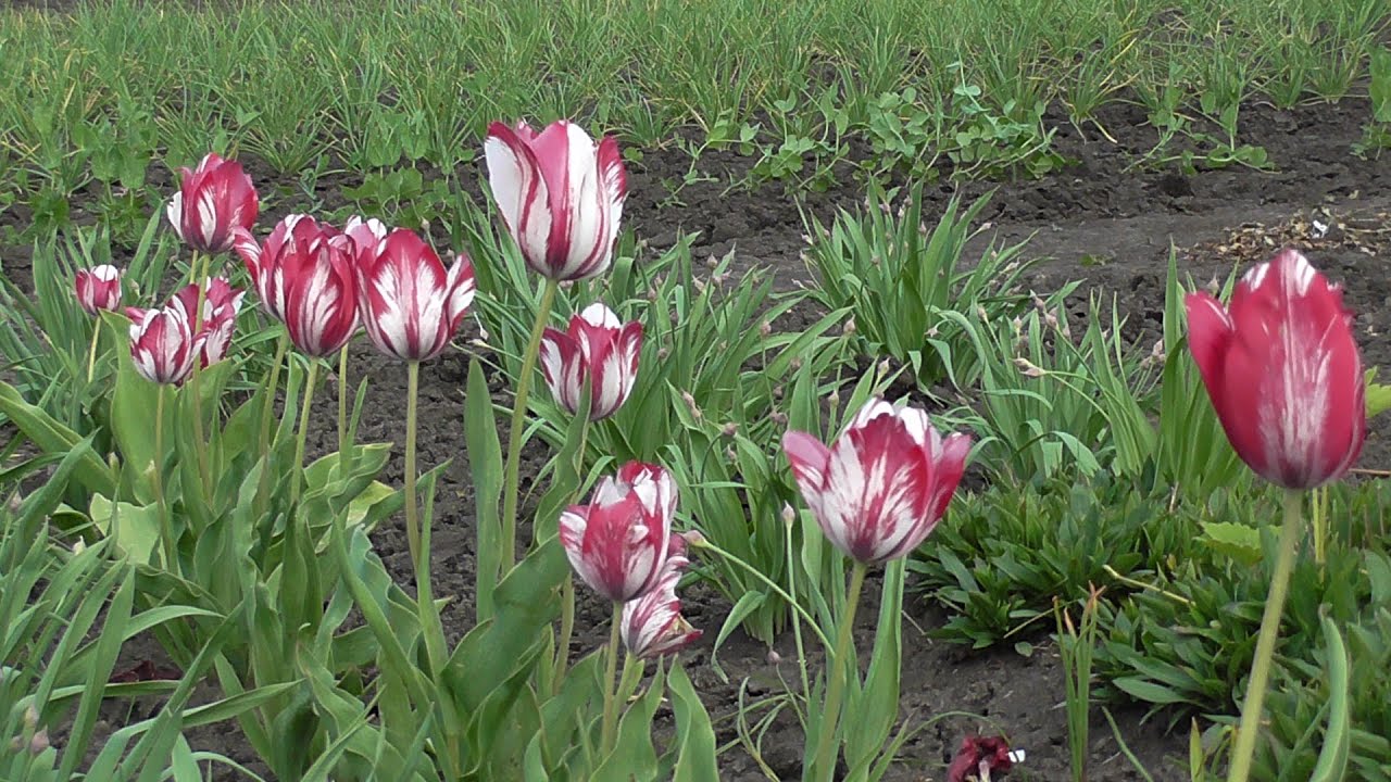 Моя родина Ивановка!