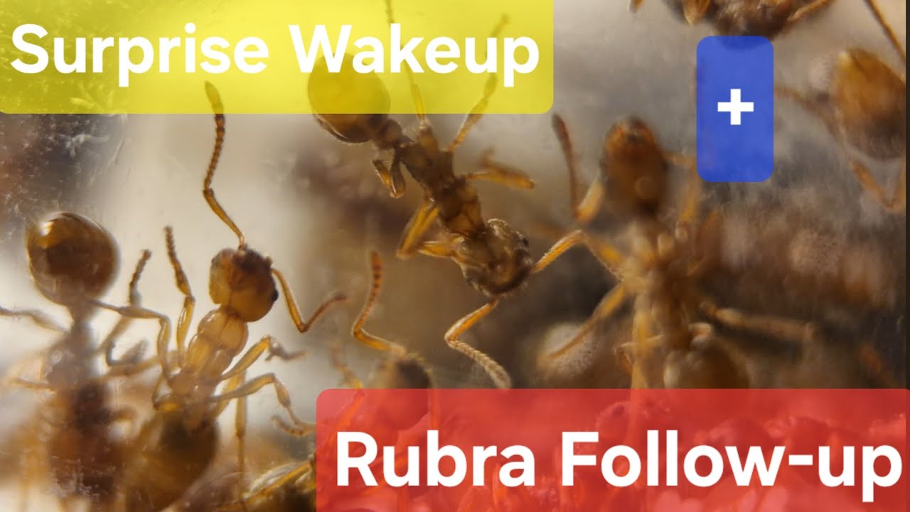Myrmica Rubra Follow-up + Recent Unexpected wakeup Species