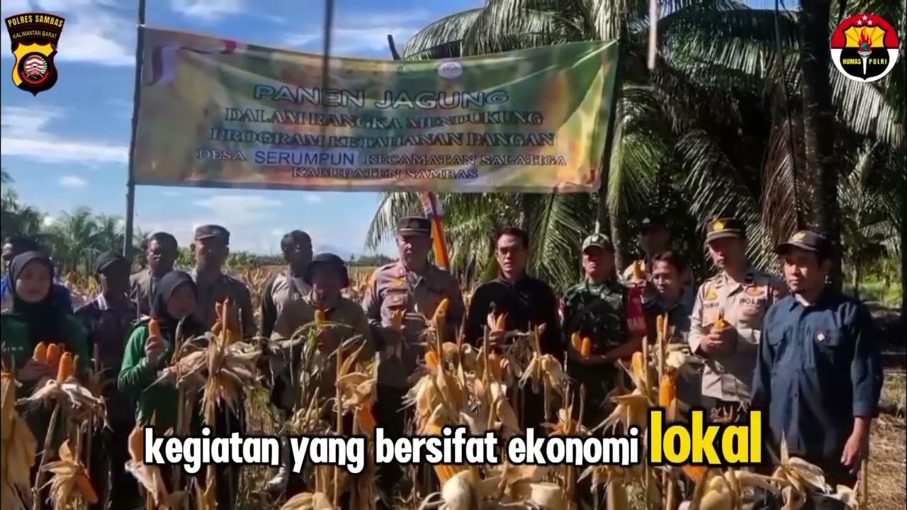 Panen Jagung Hibrida di Desa Serumpun Kec. Salatiga Kab. Sambas.
