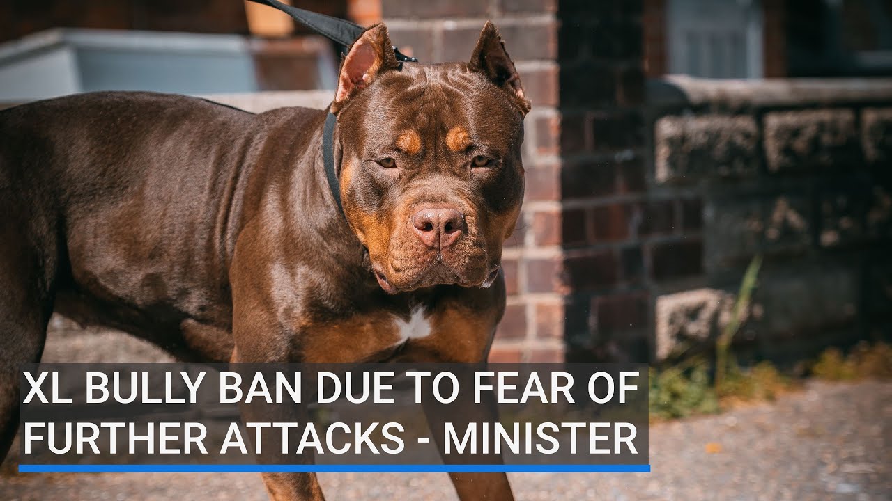 XL bully ban due to fear of further attacks, says Minister