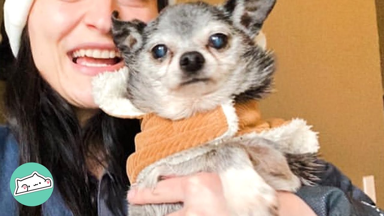 Overweight Chihuahua Lost 11 Pounds and Found a Fitness Partner | Cuddle Dogs
