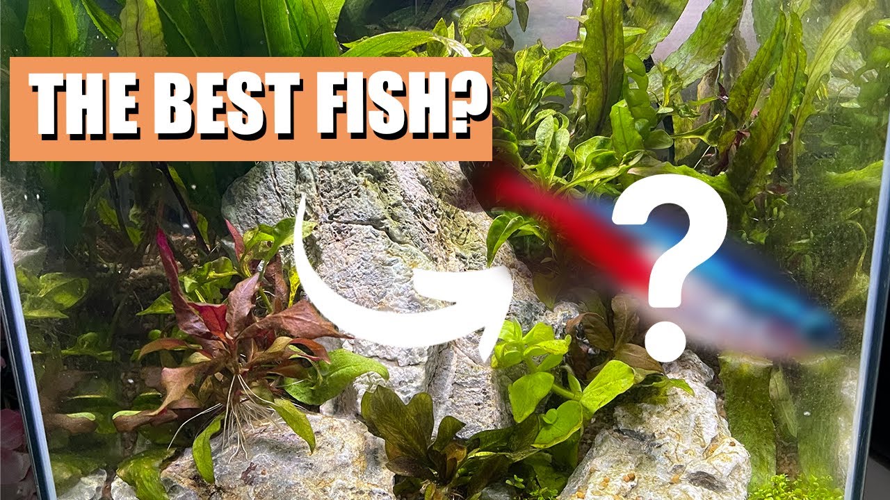 The Top 3 BEST Fish For PLANTED Tanks