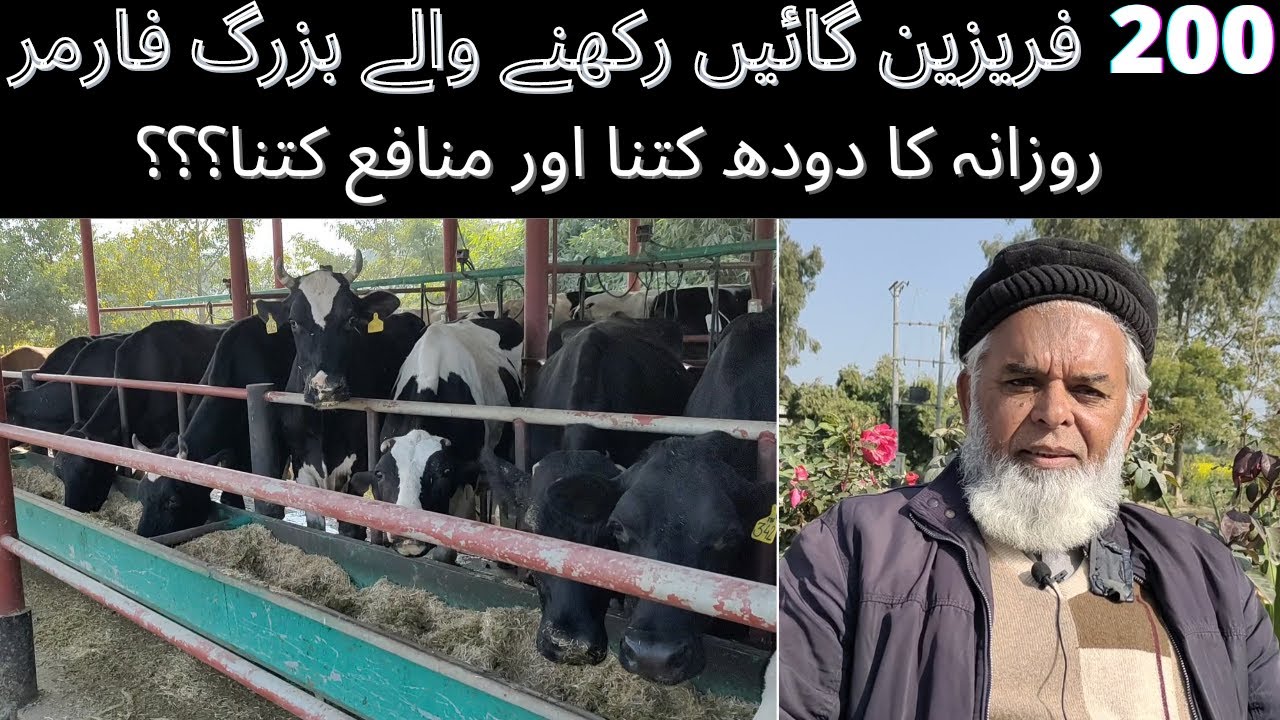 Dairy farming in Pakistan || Cattle farming in Pakistan || Biggest cattle farm in Pakistan